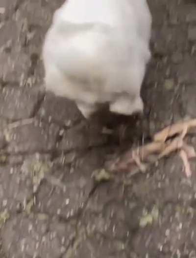 Rabbit jump and wiggle