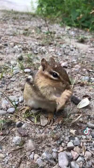 [X-post r/HardcoreNature] Chipmunk skins and eats a Moth