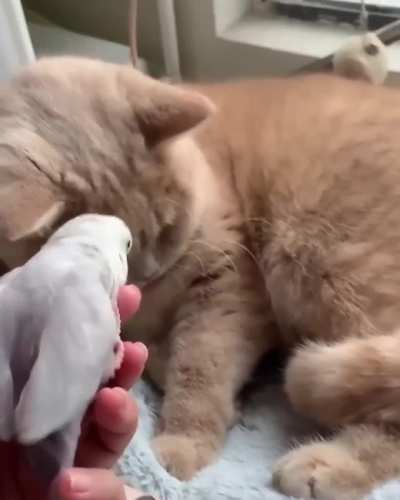 This bird's favorite comfortable place