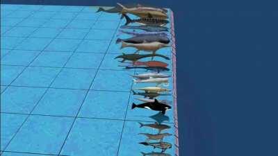 There's always a bigger fish