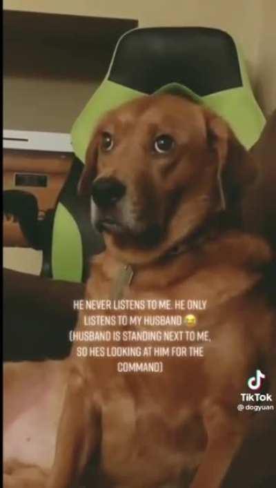 Sigma dog absolutely refuses to take orders from a woman