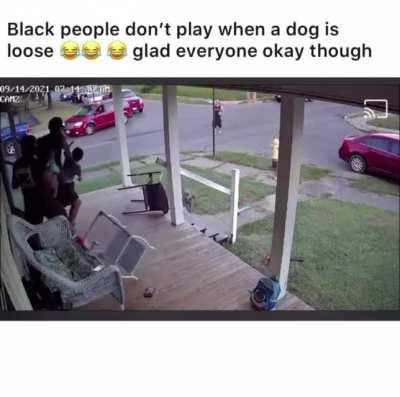 WCGW randomly unleashing your dog in public