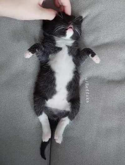 Comforting my little Fluff while hes asleep! 🤩