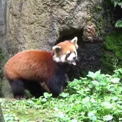 Red panda curious about butterflies