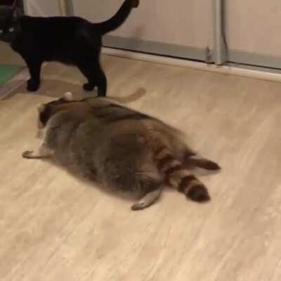 CaT StALkEd AnD KiLLeD bY STeALthY TrAsh PaNdA