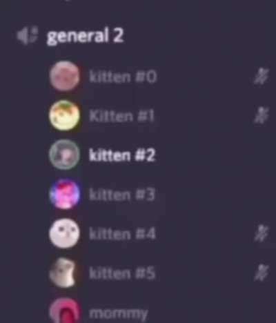 Kitten 4 wildin