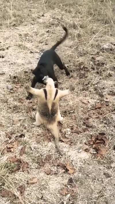 Familiar has started learning barrier on his own. Is this normal?