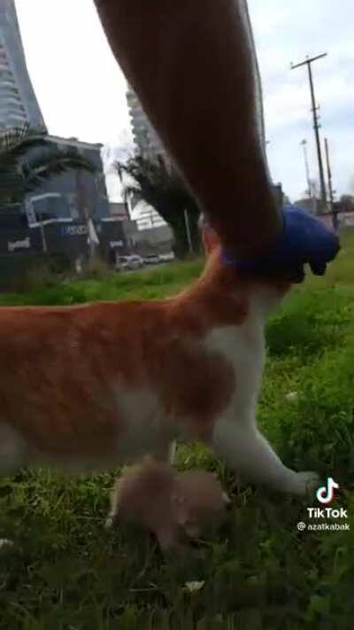 Arresting a trouble maker! (Don't worry, the mom and the kittens were all taken together and given a home and are doing great)