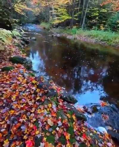 🔥 A stunning river in Vermont getting hit hard by fall 🔥