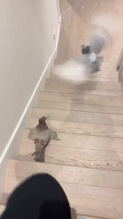 My pigeons racing me to the office in the morning.