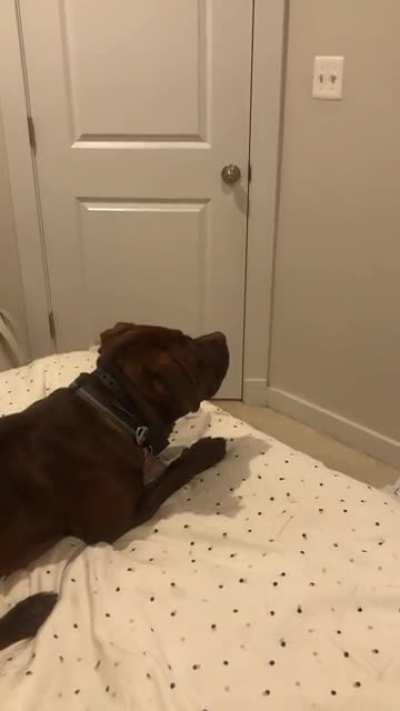 My dog is scared of my Weezer poster 😅