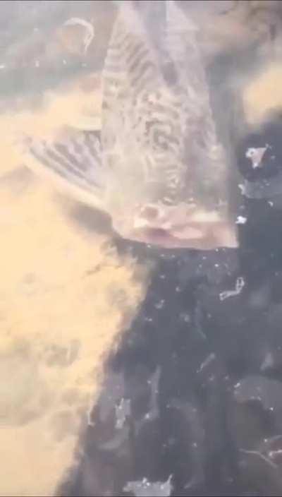 A Headless Fish casually swimming around in the Lake.