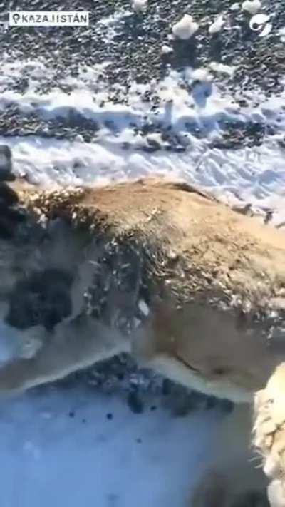 Least coldest place in northern Asia