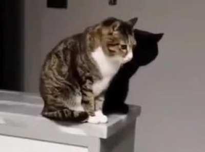 I thought it was his shadow at first!