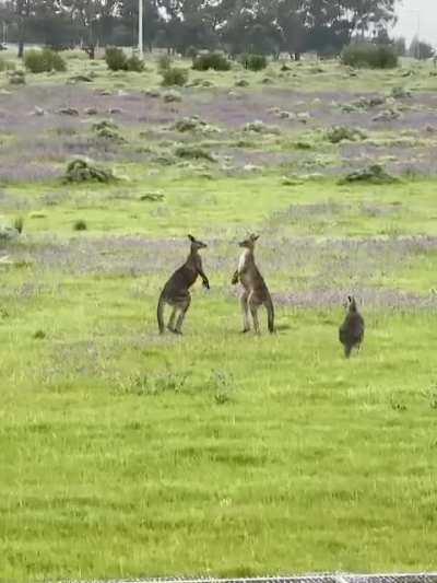 The Attwood kangaroos are in a battle for love. Winner gets to roo(t).