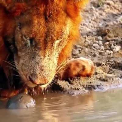 🔥The turtle interrupts the king of the jungle from drinking water..