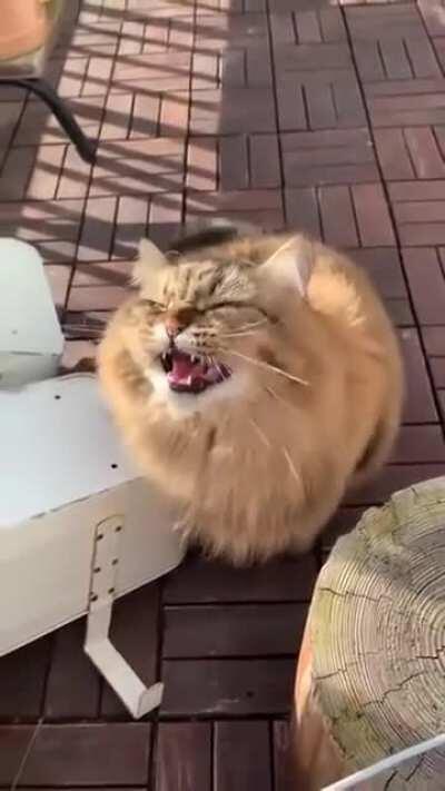 Já viram um gato que mia em código morse?