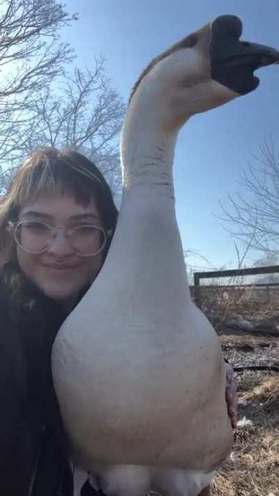 Although previous studies have pointed to chicken as the first human-bred birds, 7000-year-old goose bones uncovered from a Stone Age village in eastern China hint that geese may have been the first birds domesticated by humans.