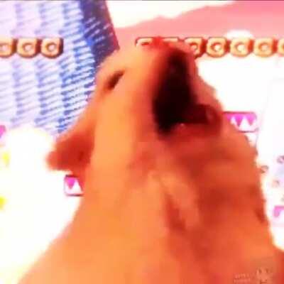 N sei se já foi postado aqui, mas achei no discord.