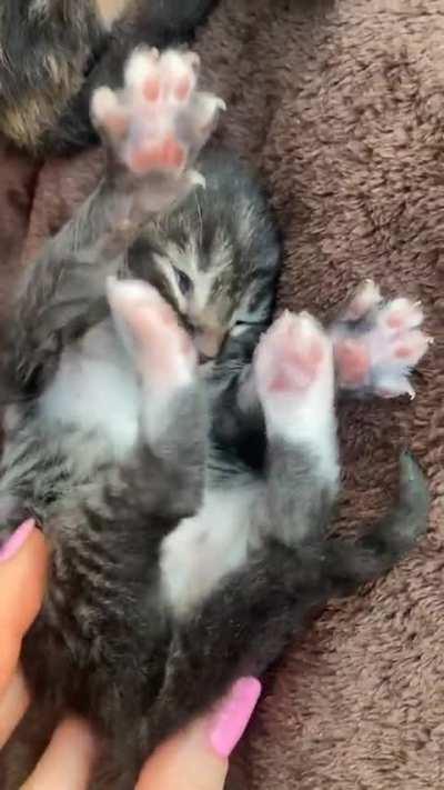 We didn’t intend on having another cat but CJ made that impossible.