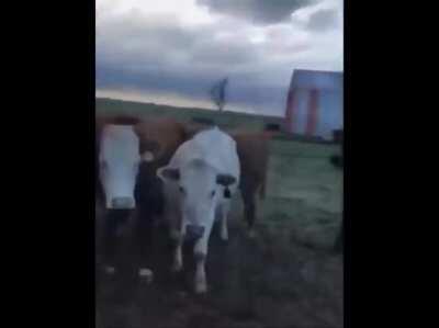 Fuck this cow in particular