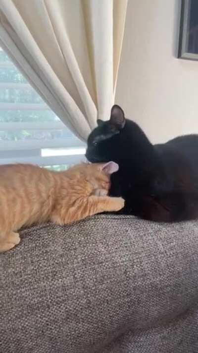 Little Snacks getting kisses from his big brother, Tucker 🥰