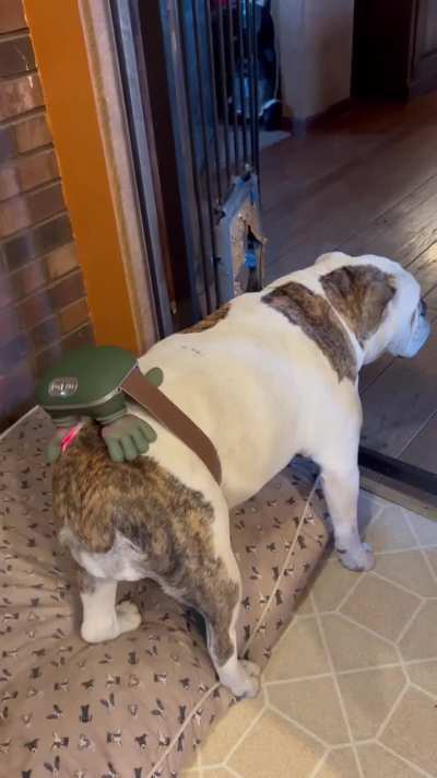 Good doggo gets a personal massager
