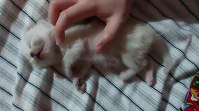 This little kitten is accussed of being too cute and therefore is sentenced to gentle rubs.