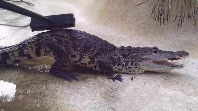 Crocodiles like the butt scratches.