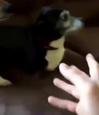 Perrito