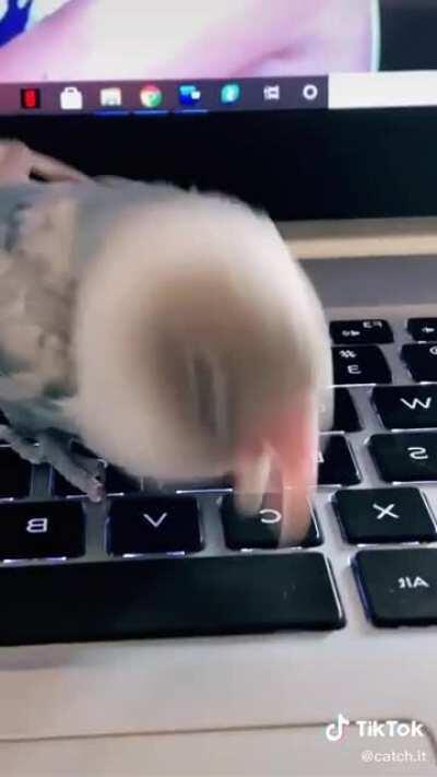 Derpiest homework helper