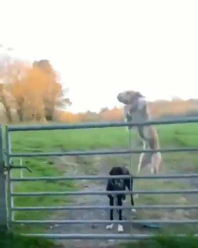 Propeller tail driven dog