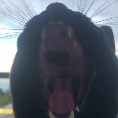 Posted on r/blackcats, was told you all might like my little bird