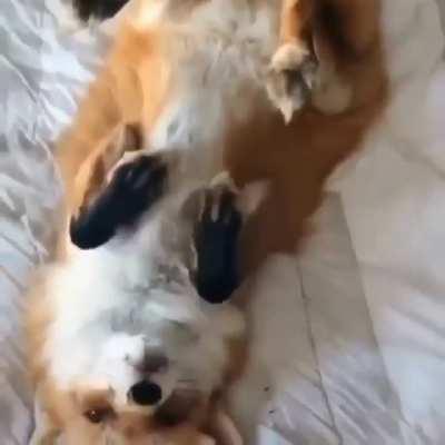 Do you like fox? 🦊