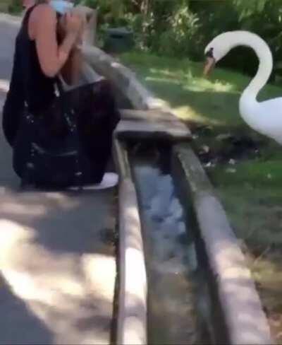 Animal manages to put mask on on human.