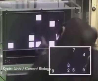 Chimpanzees have insane memory skills!