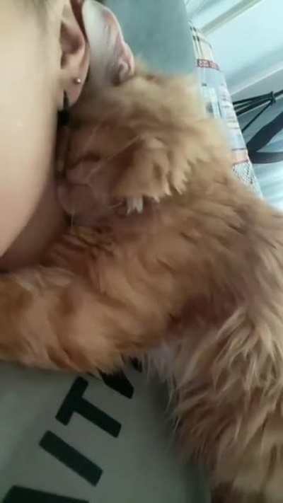 A very affectionate cat