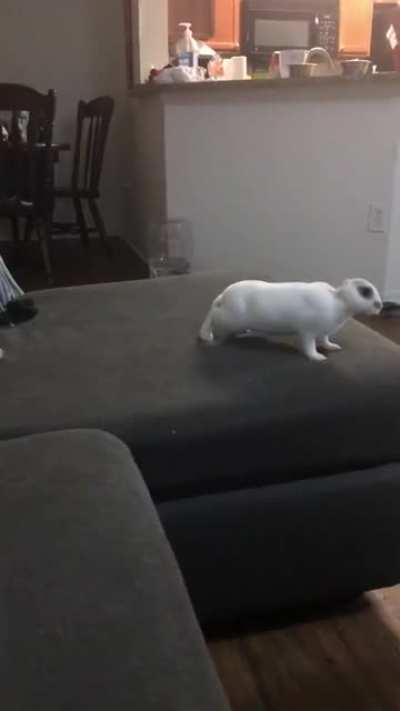 Skip has been super happy today!