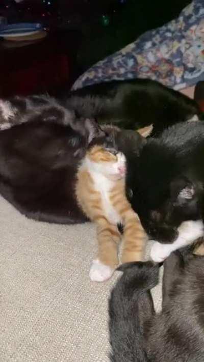 Big cats helping keep tiny inmates in line .