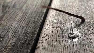 Anybody know what’s this? It moves in a peculiar way