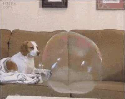 Watch out there's a bubble coming towards you! Awwww