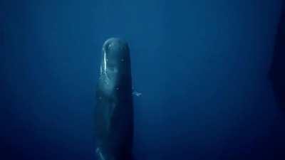Free Diving around sleeping sperm whales.