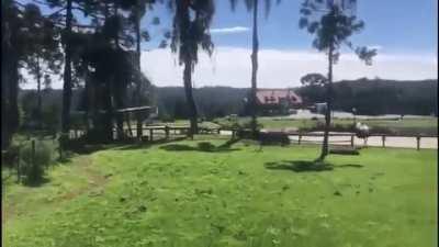 Jump into an ostrich enclosure? Sounds like fun!