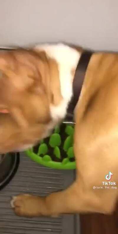 Doggo cannot handle his slow feeding bowl