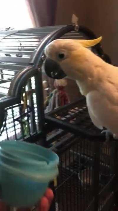 Baby always pretends to drink water out of empty objects, even blankets