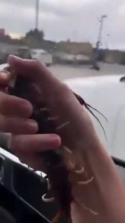 Person petting a centipede