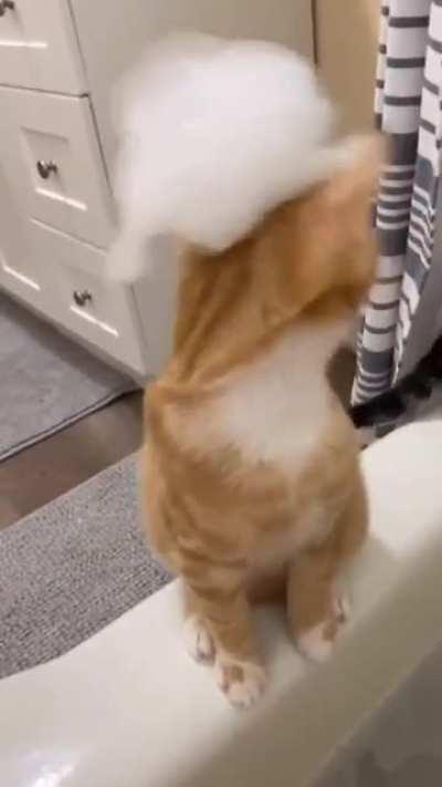 My cat is still confused