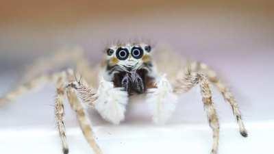 This good girl would shake her white fuzzy Pedipalps all the time (Menemerus semilimbatus)