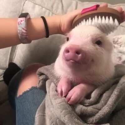 Polite piggy getting brushed :)