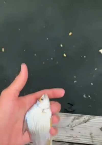 Always a bigger fish